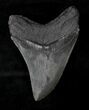 Curved Megalodon Tooth - South Carolina #19064-2